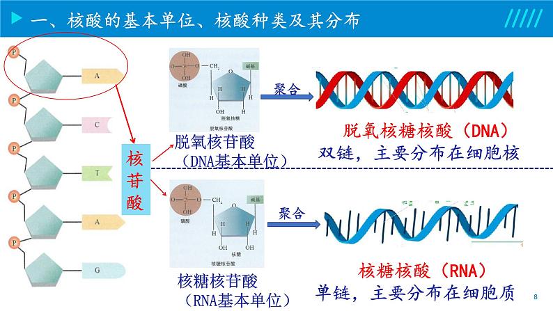 2024-2025人教版(2019)生物必修1《分子与细胞》课件PPT2组成细胞的分子-2.5核酸是遗传信息的携带者第8页