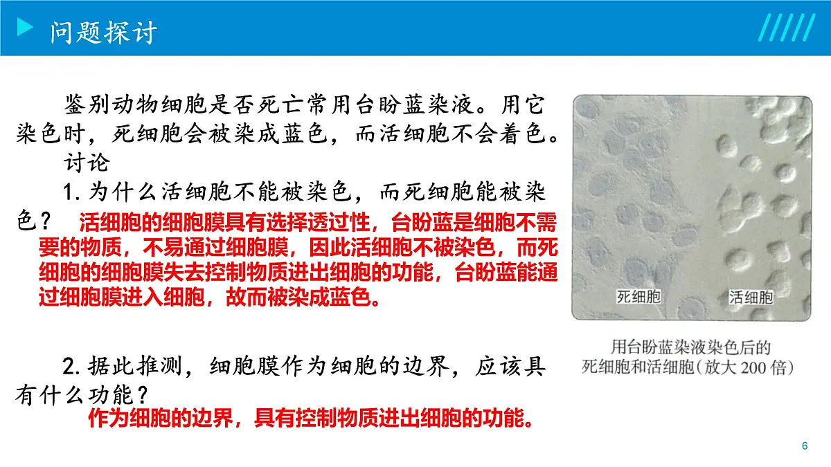 2024-2025人教版(2019)生物必修1《分子与细胞》课件PPT3细胞的基本结构-3.1细胞膜的结构与功能第6页