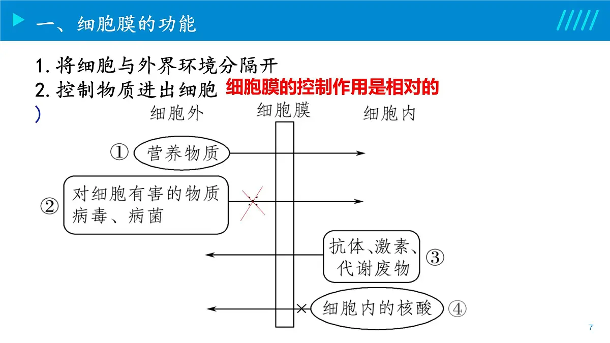 2024-2025人教版(2019)生物必修1《分子与细胞》课件PPT3细胞的基本结构-3.1细胞膜的结构与功能第7页