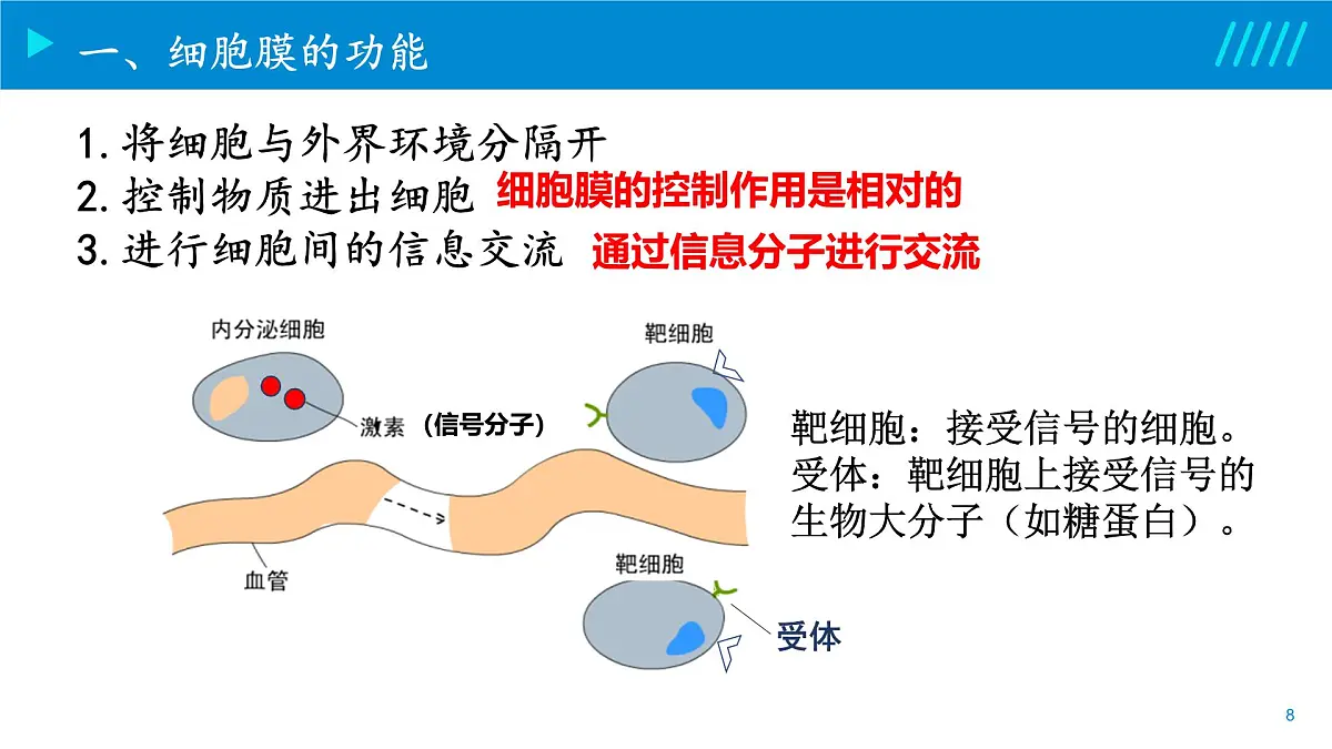 2024-2025人教版(2019)生物必修1《分子与细胞》课件PPT3细胞的基本结构-3.1细胞膜的结构与功能第8页