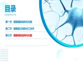 2024-2025人教版(2019)生物必修1《分子与细胞》课件PPT3细胞的基本结构-3.3细胞核的结构与功能