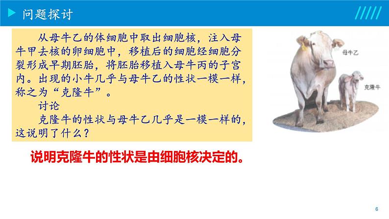 2024-2025人教版(2019)生物必修1《分子与细胞》课件PPT3细胞的基本结构-3.3细胞核的结构与功能第6页