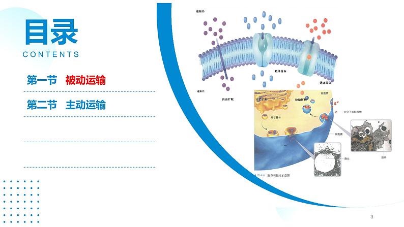 2024-2025人教版(2019)生物必修1《分子与细胞》课件PPT4 细胞的物质输入和输出-4.1被动运输第3页