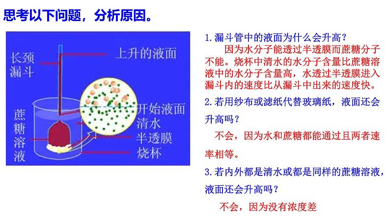 2024-2025人教版(2019)生物必修1《分子与细胞》课件PPT4 细胞的物质输入和输出-4.1被动运输第7页