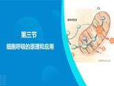 2024-2025人教版(2019)生物必修1《分子与细胞》课件PPT5细胞的能量供应和利用-5.3细胞呼吸的原理和应用