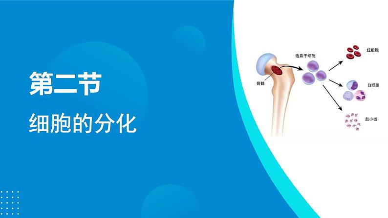 2024-2025人教版(2019)生物必修1《分子与细胞》课件PPT6细胞的生命历程-6.2细胞的分化第4页