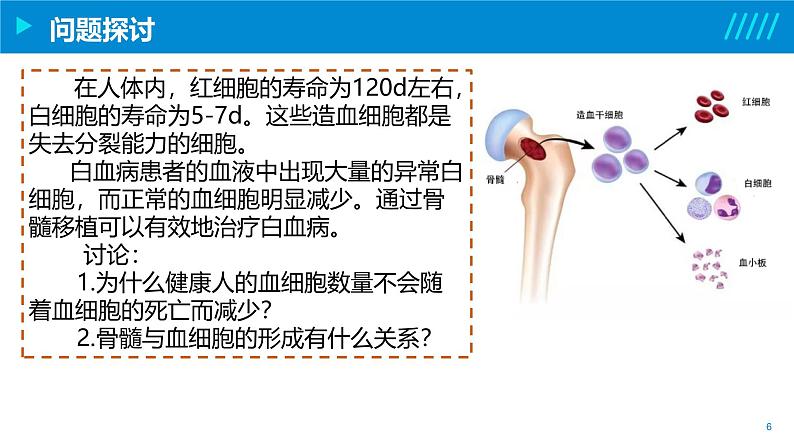 2024-2025人教版(2019)生物必修1《分子与细胞》课件PPT6细胞的生命历程-6.2细胞的分化第6页