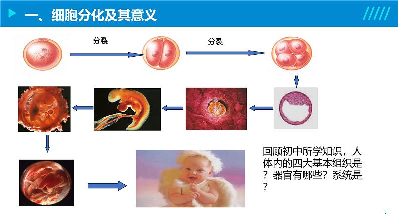 2024-2025人教版(2019)生物必修1《分子与细胞》课件PPT6细胞的生命历程-6.2细胞的分化第7页