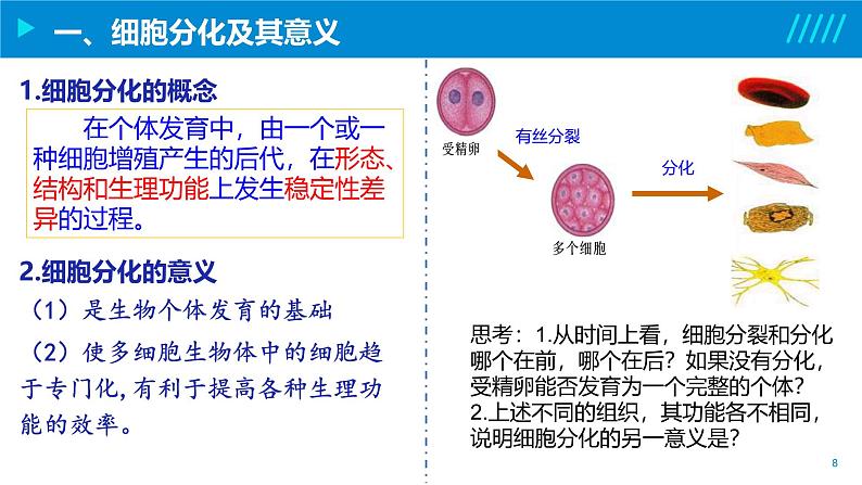 2024-2025人教版(2019)生物必修1《分子与细胞》课件PPT6细胞的生命历程-6.2细胞的分化第8页