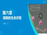 2024-2025人教版(2019)生物必修1《分子与细胞》课件PPT6细胞的生命历程-6.3细胞的衰老和死亡