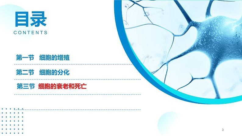 2024-2025人教版(2019)生物必修1《分子与细胞》课件PPT6细胞的生命历程-6.3细胞的衰老和死亡第3页