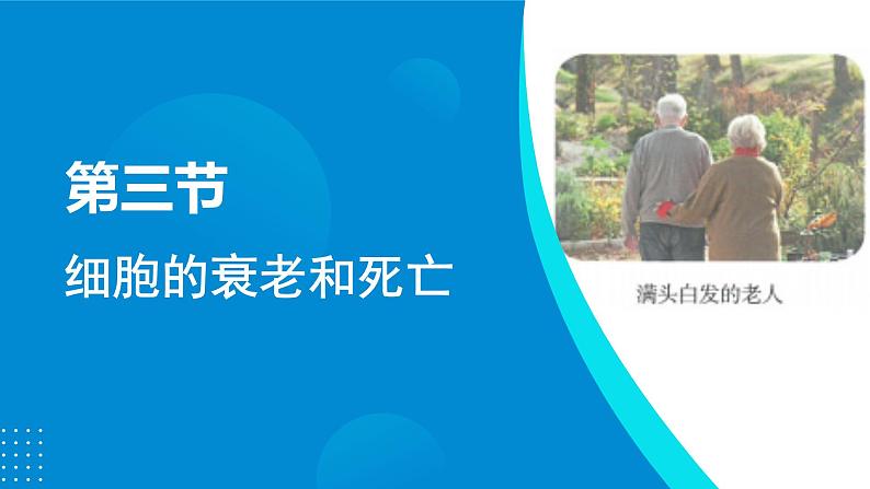 2024-2025人教版(2019)生物必修1《分子与细胞》课件PPT6细胞的生命历程-6.3细胞的衰老和死亡第4页