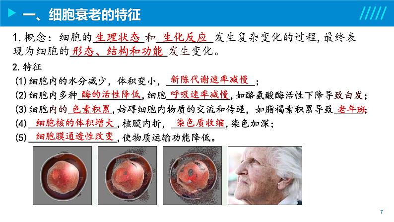 2024-2025人教版(2019)生物必修1《分子与细胞》课件PPT6细胞的生命历程-6.3细胞的衰老和死亡第7页