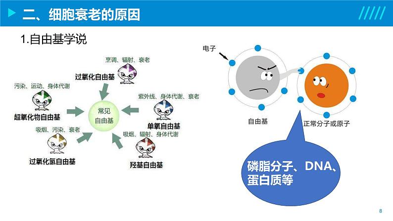 2024-2025人教版(2019)生物必修1《分子与细胞》课件PPT6细胞的生命历程-6.3细胞的衰老和死亡第8页