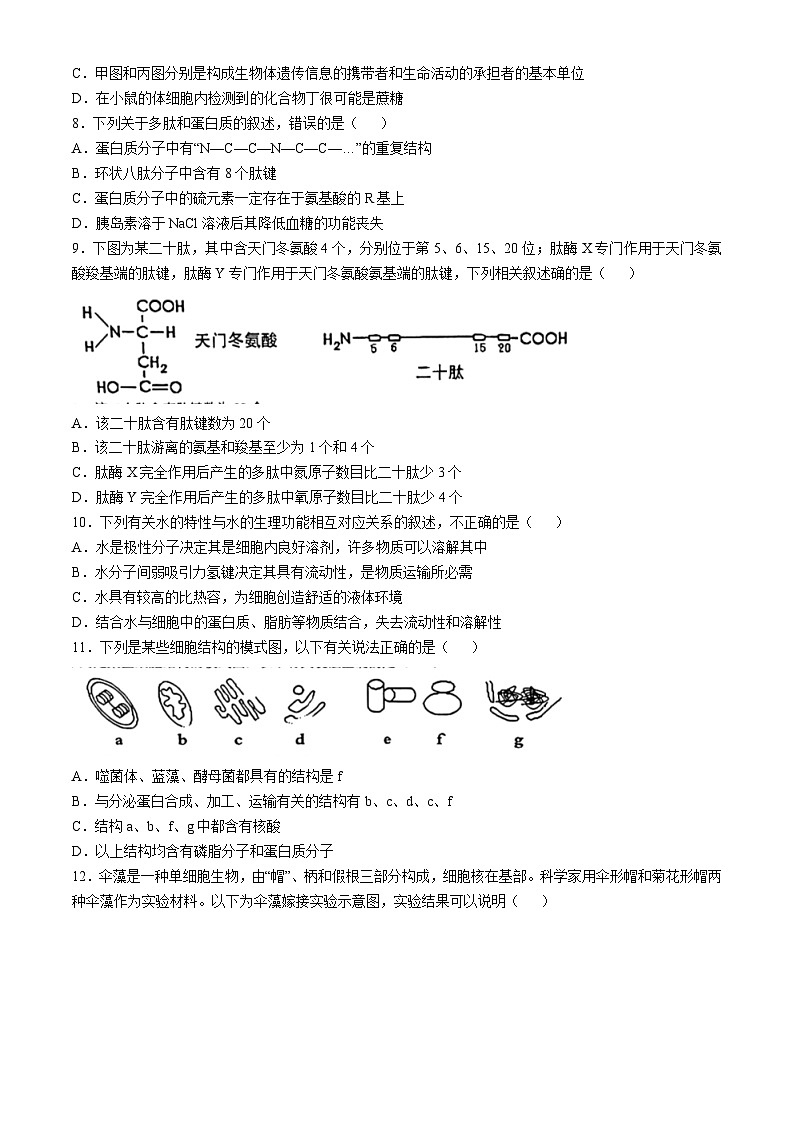 湖北省楚天教研协作体2024-2025学年高一上学期期中考试生物试题（Word版附解析）第3页