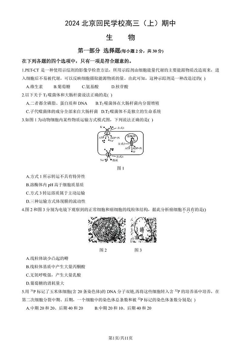2024北京回民学校高三（上）期中生物试卷（教师版）第1页