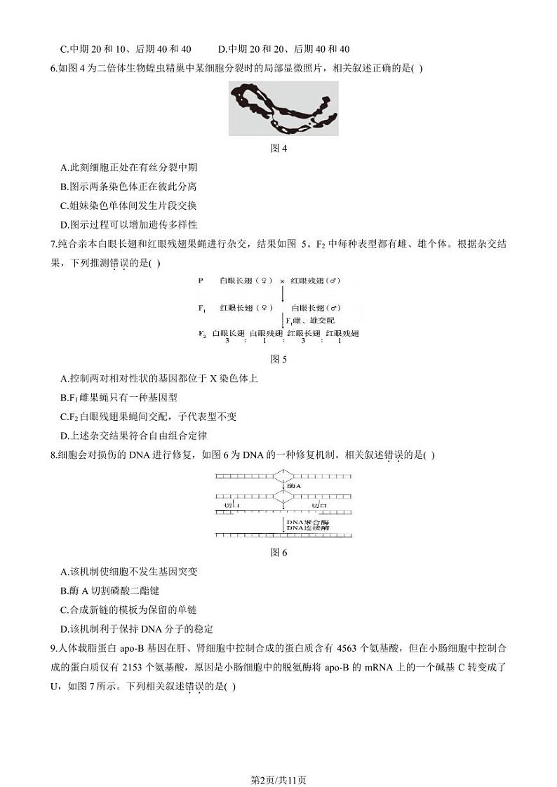 2024北京回民学校高三（上）期中生物试卷（教师版）第2页