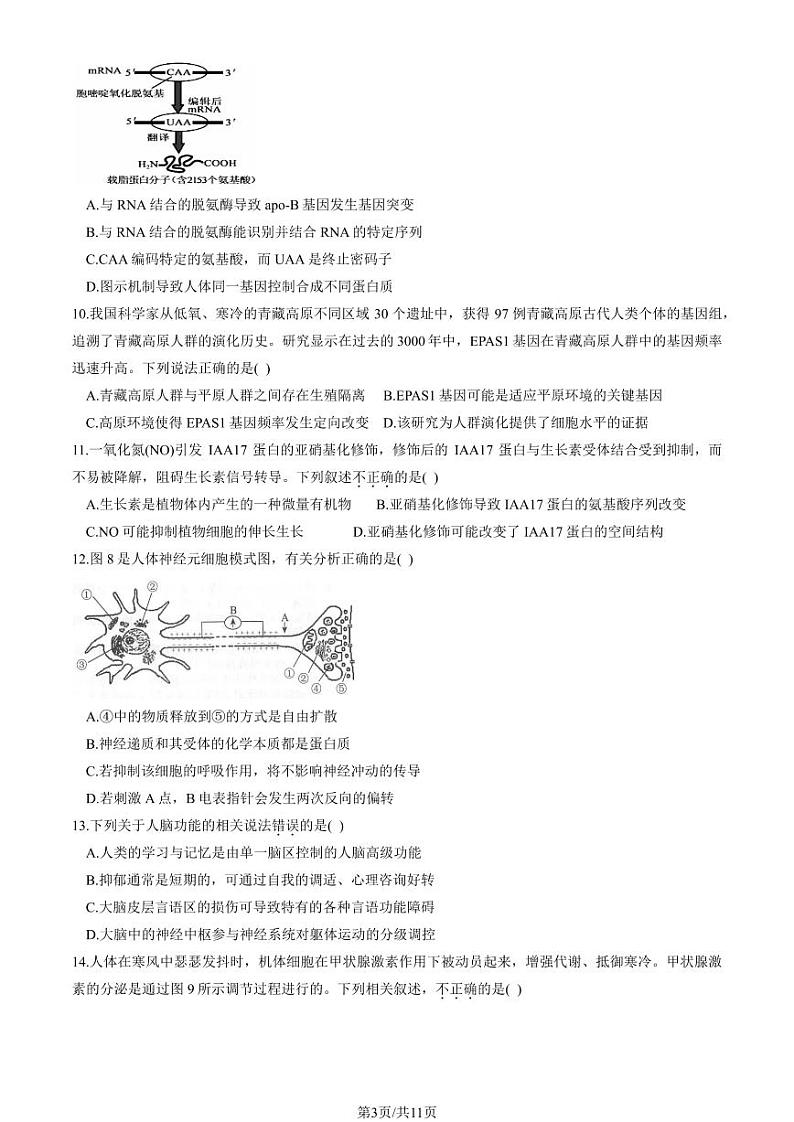2024北京回民学校高三（上）期中生物试卷（教师版）第3页