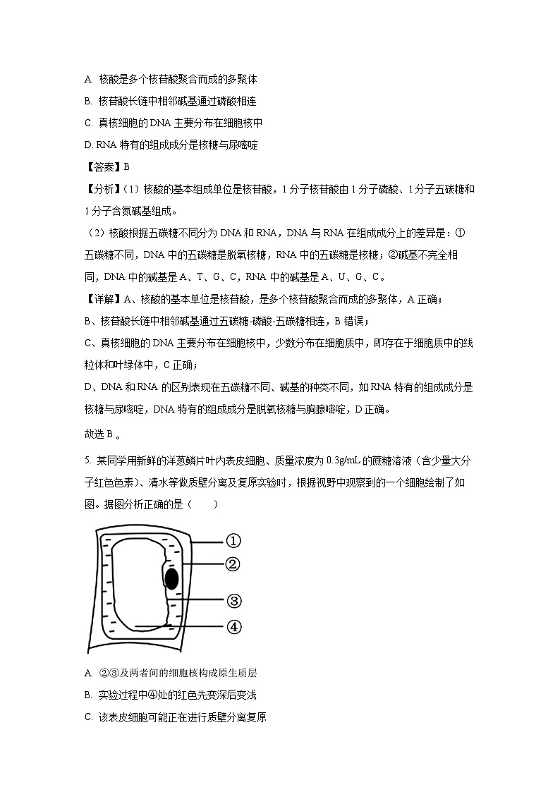 2023-2024学年山东省日照市高一(上)1月期末生物试卷（解析版）第3页