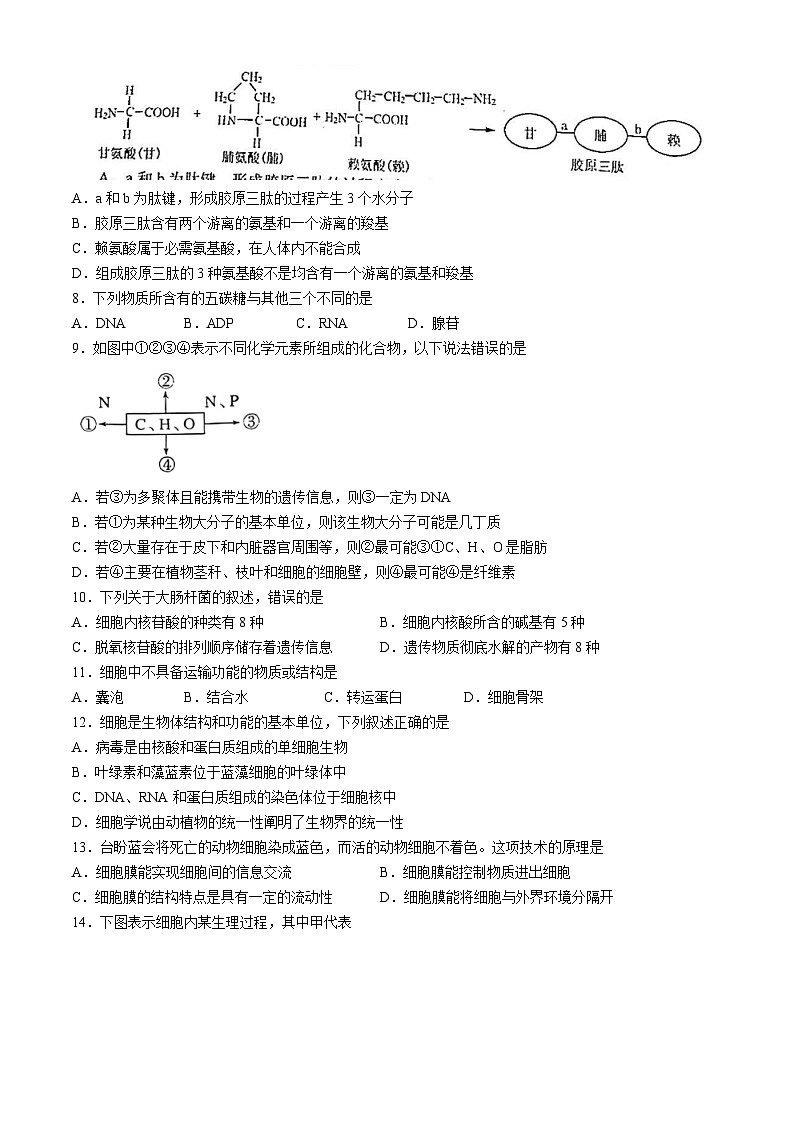 江苏省南通市如皋十校2024-2025学年高一上学期11月期中生物试题(无答案)第2页