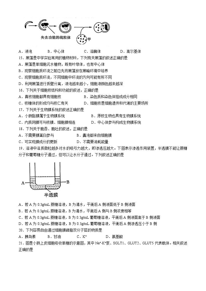 江苏省南通市如皋十校2024-2025学年高一上学期11月期中生物试题(无答案)第3页