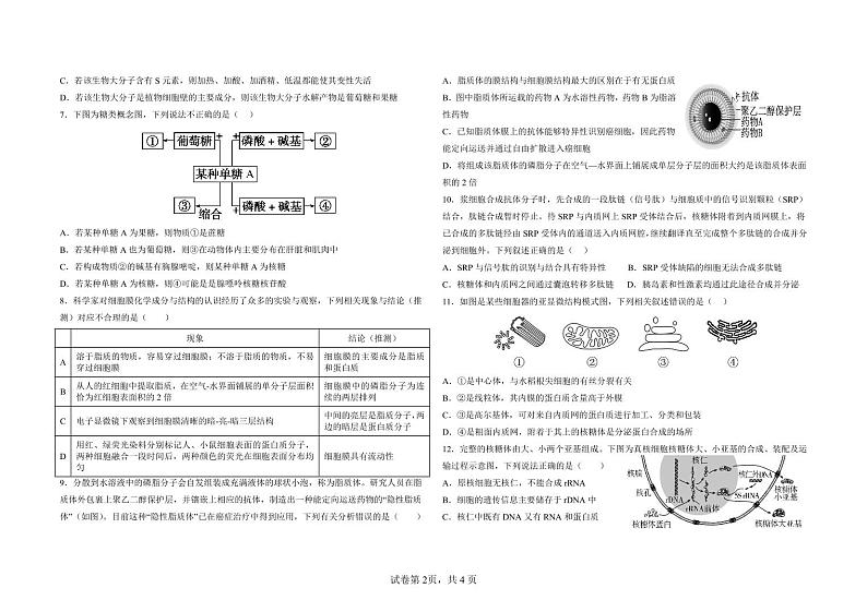 安徽省潜山第二中学2024-2025学年高一上学期11月月考模拟生物试题第2页