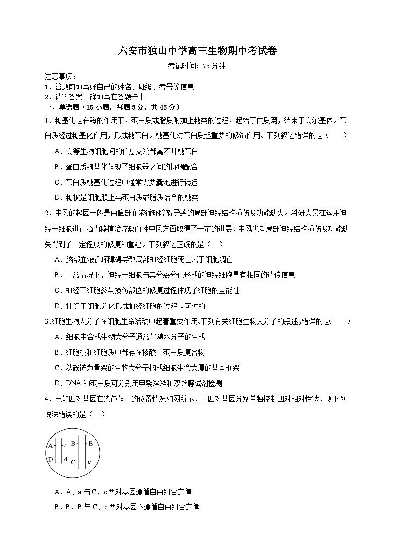 安徽省六安市裕安区六安市独山中学2024-2025学年高三上学期11月期中生物试题第1页