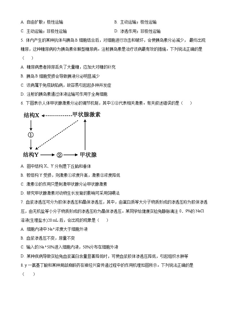 精品解析：河南省渑池县第二高级中学2024-2025学年高二上学期期中考试生物试题（原卷版）第2页