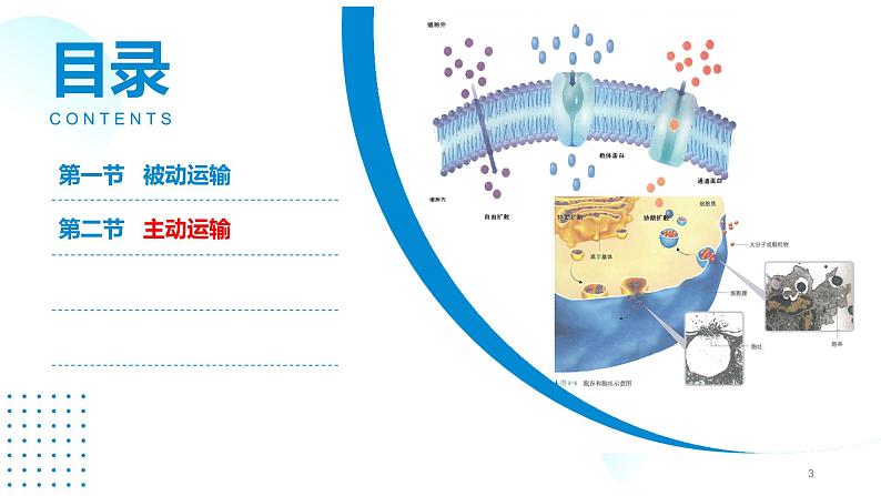 2024-2025人教版(2019)生物必修1《分子与细胞》课件PPT4细胞的物质输入和输出-4.2主动运输第3页