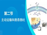 2024-2025人教版(2019)生物必修1《分子与细胞》课件PPT4细胞的物质输入和输出-4.2主动运输