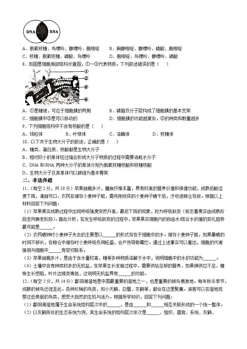 海南省海口市长流中学2024--2025年高一上学期期中考试生物真题第2页