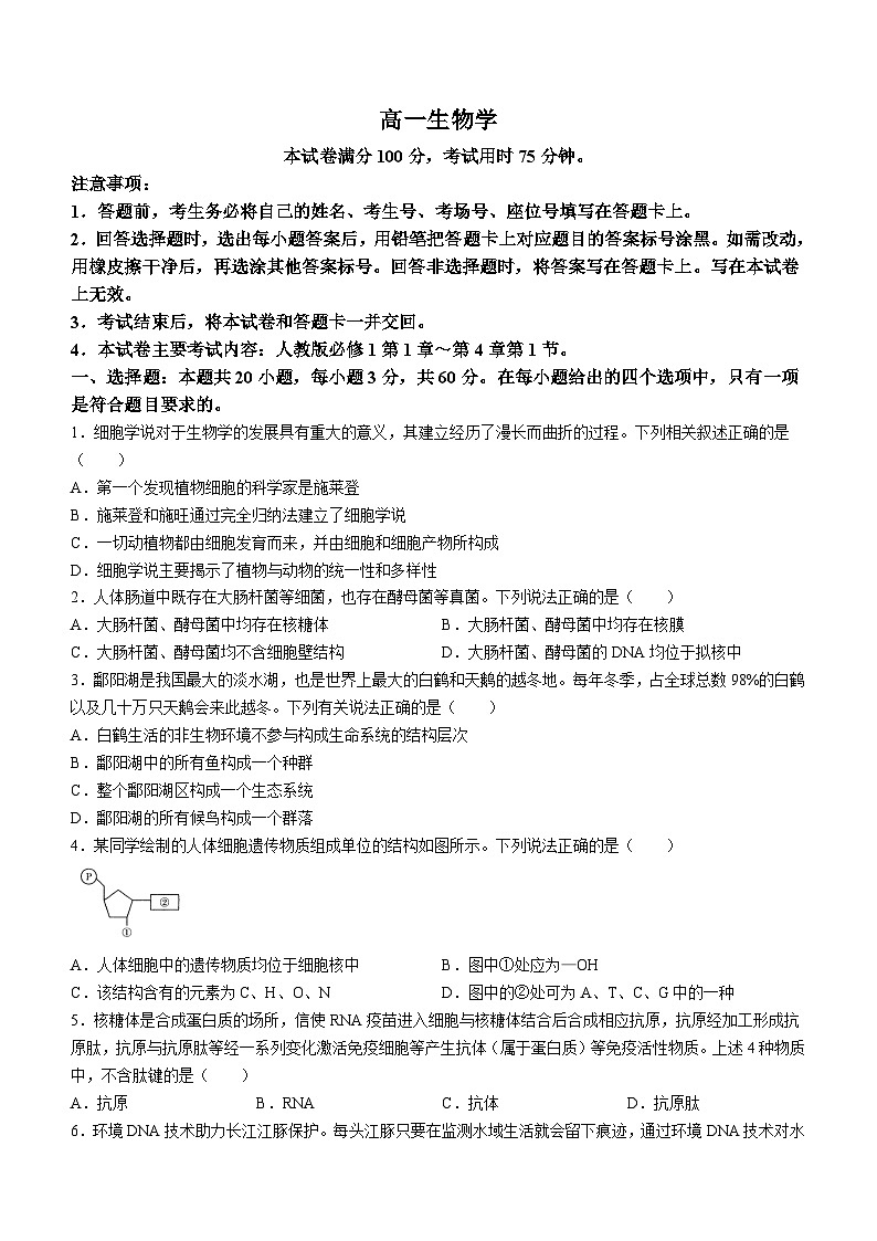广东省名校联盟2024-2025学年高一上学期期中联考生物试题第1页