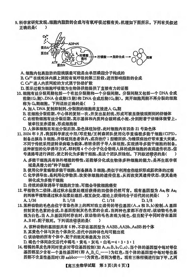 生物丨安徽省（颍上一中、蒙城一中、淮南一中、怀远一中、涡阳一中）五校联考2025届高三上学期11月期中考试生物试卷及答案第3页