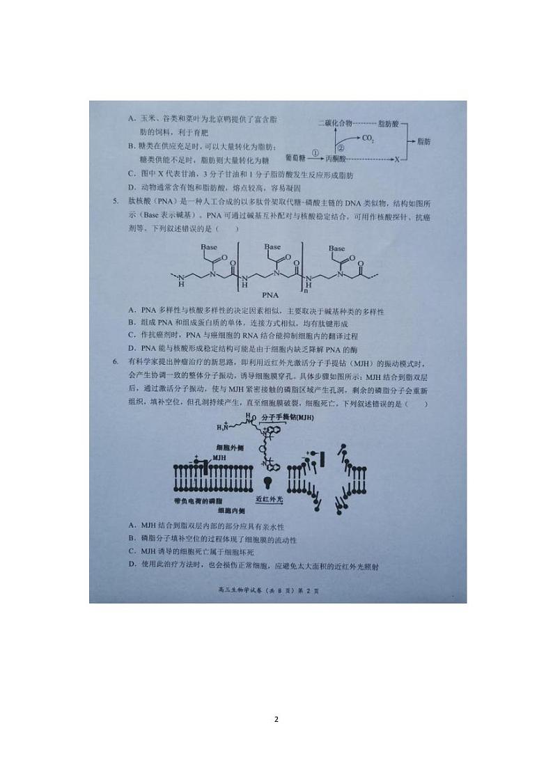 生物丨湖北省新高考协作体2025届高三上学期11月期中考试生物试卷及答案第2页