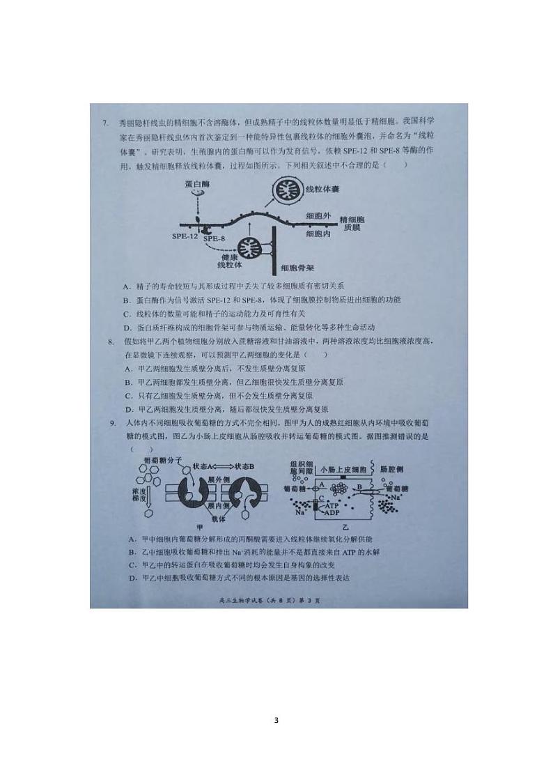 生物丨湖北省新高考协作体2025届高三上学期11月期中考试生物试卷及答案第3页