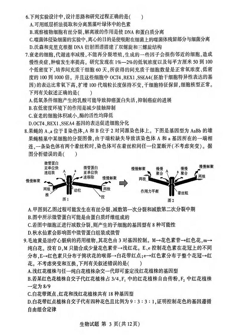 生物丨九五联考同卷山东省临沂市2025届高三上学期11月教学质量检测考试暨期中考试生物试卷及答案第3页