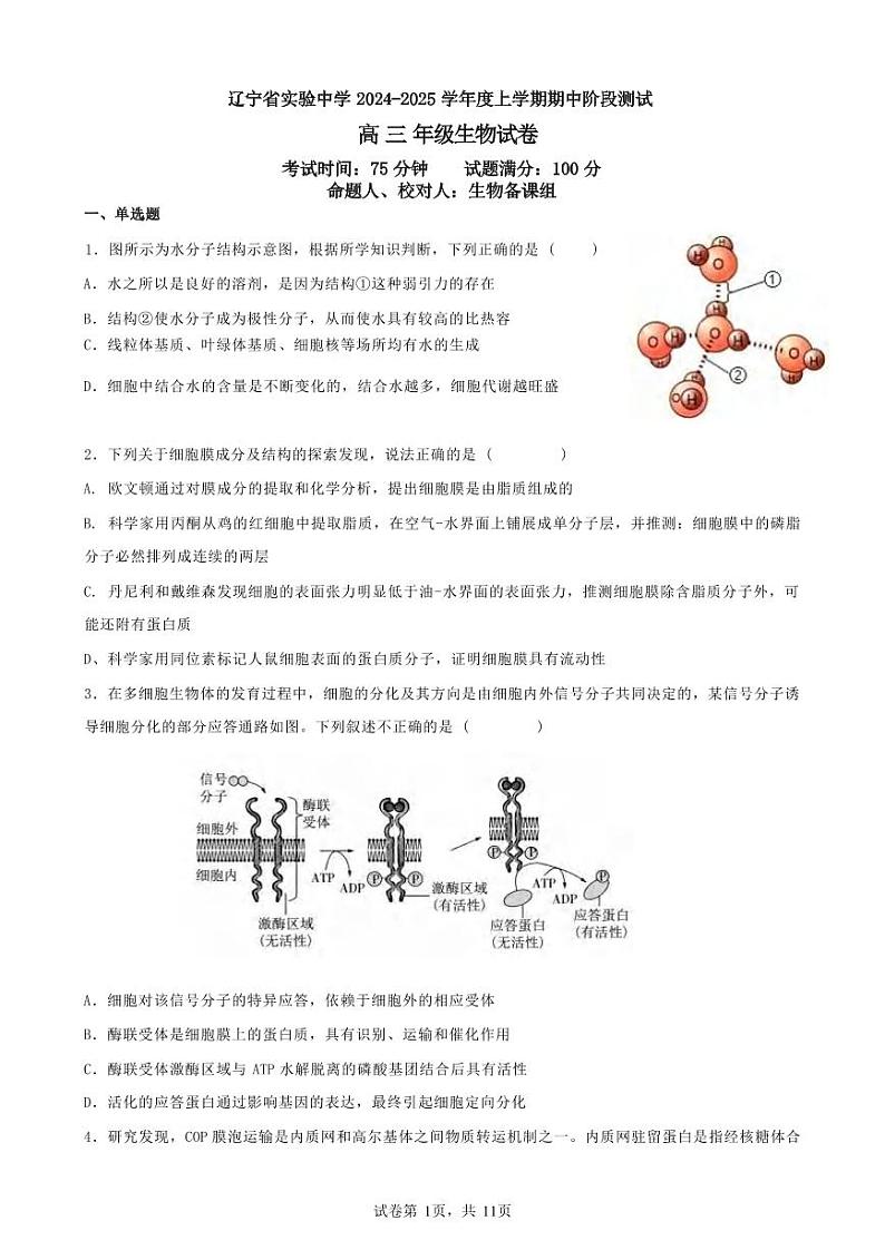 生物丨辽宁省实验中学2025届高三上学期11月期中阶段测试生物试卷及答案第1页