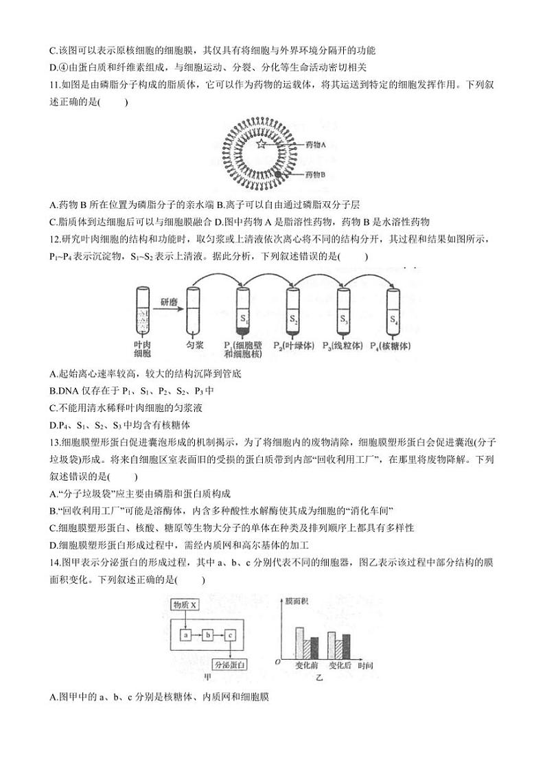 2024～2025学年江苏省泰州市海陵区江苏省泰州中学高一(上)期中生物试卷(含答案)第3页