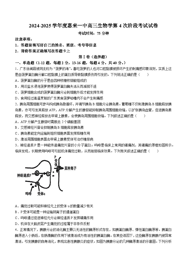 广东省揭阳市惠来县惠来县第一中学2024-2025学年高三上学期11月期中生物试题01