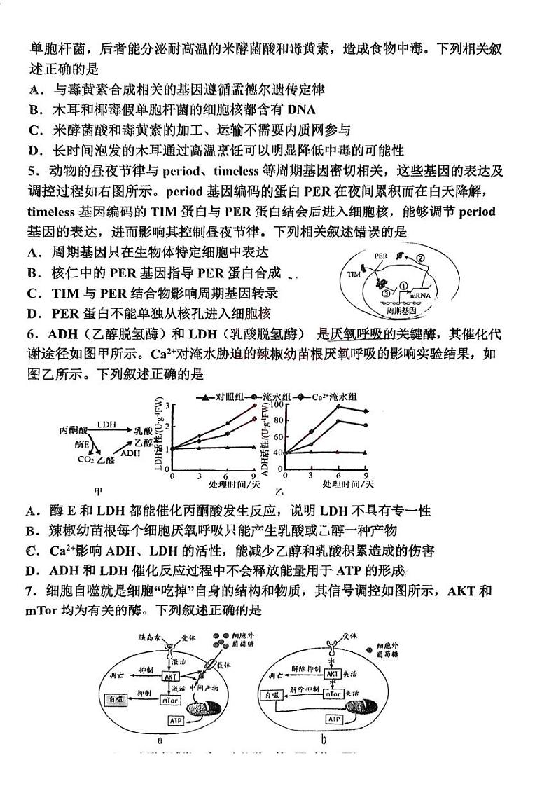 天津市北辰区2024-2025学年高三上学期11月期中生物试题（含答案）02