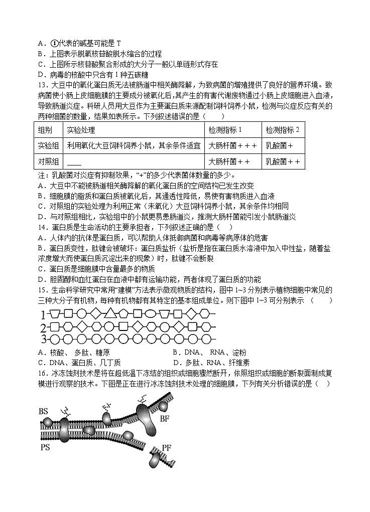 湖北省宜昌市部分示范高中2024-2025学年高一上学期11月期中考试生物试题第3页