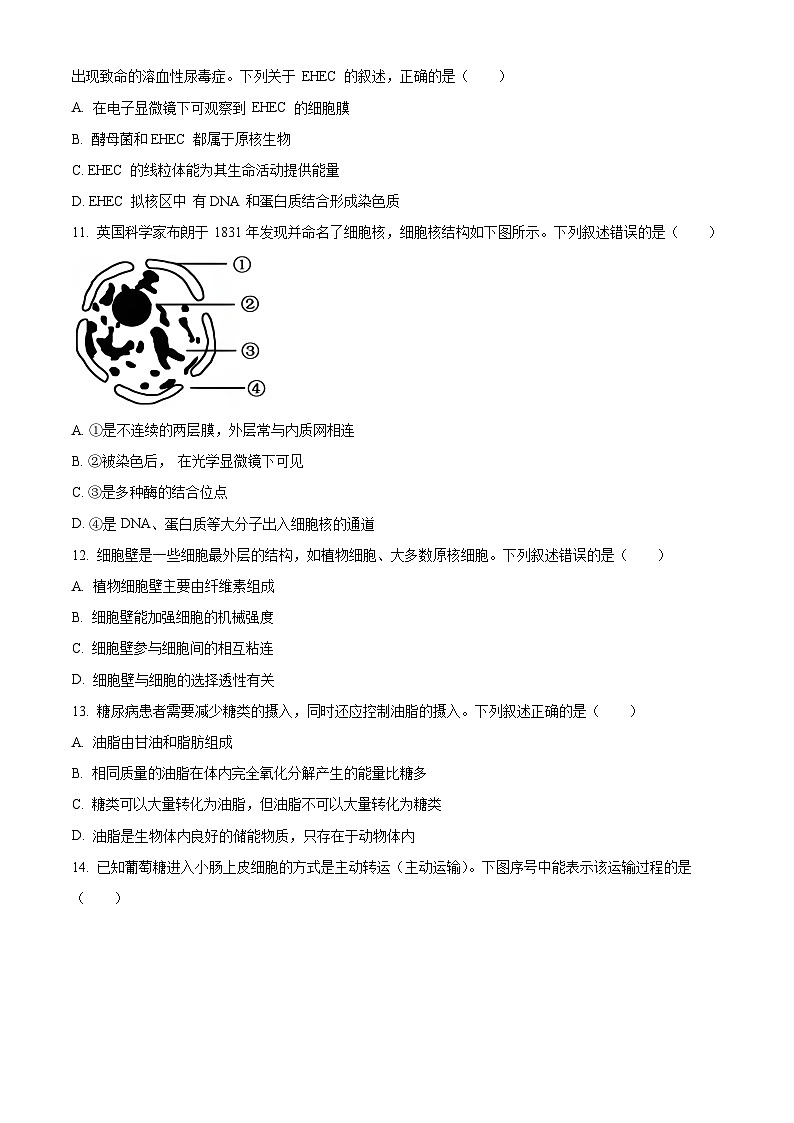 浙江省9+1 高中联盟2024-2025学年高一上学期期中考试生物试卷03