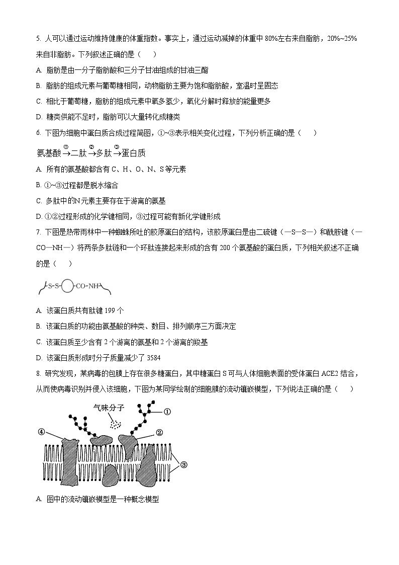 河北省邯郸市2024-2025学年高一上学期11月期中考试生物试卷（Word版附解析）02