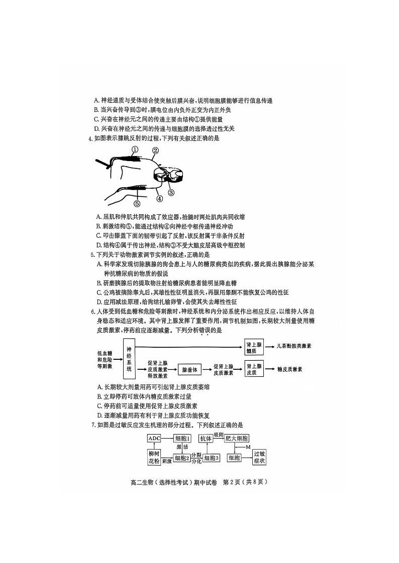 广东省茂名市电白区2024-2025学年高二上学期期中考试生物试卷（PDF版附答案）第2页