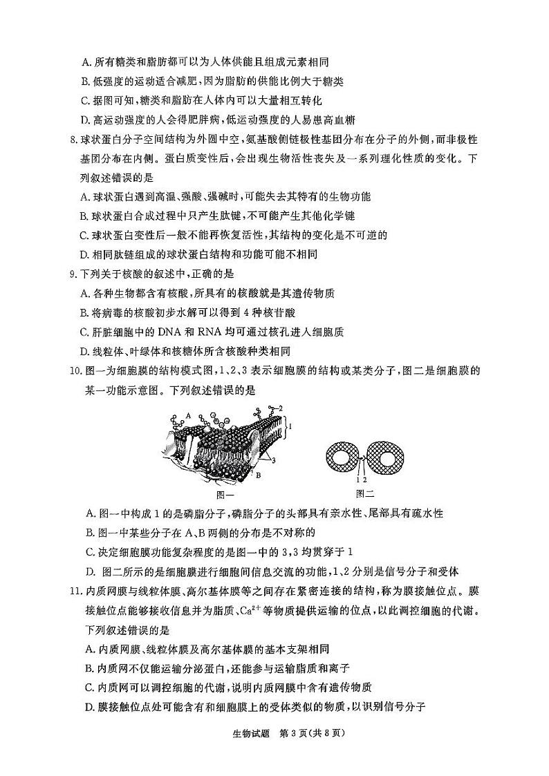 河南省青桐鸣2024-2025学年高一上学期11月期中考试生物试题（PDF版附解析）第3页