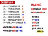 1.1 种群的数量特征-2024-2025学年高二生物同步高效教学课件（人教版2019选择性必修2）