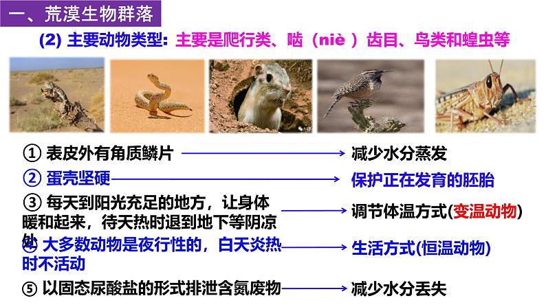 2.2 群落的主要类型-2024-2025学年高二生物同步高效教学课件（人教版2019选择性必修2）第6页