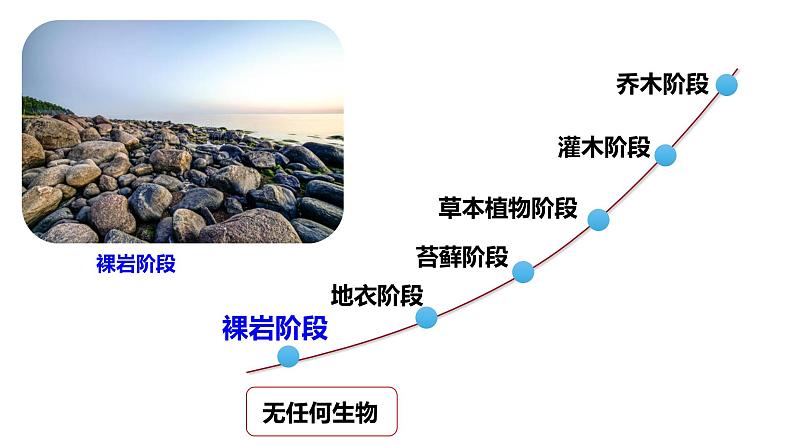 2.3 群落的演替-2024-2025学年高二生物同步高效教学课件（人教版2019选择性必修2）第4页