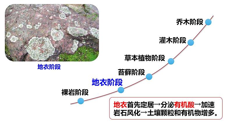 2.3 群落的演替-2024-2025学年高二生物同步高效教学课件（人教版2019选择性必修2）第5页