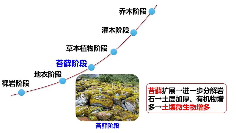 2.3 群落的演替-2024-2025学年高二生物同步高效教学课件（人教版2019选择性必修2）第6页